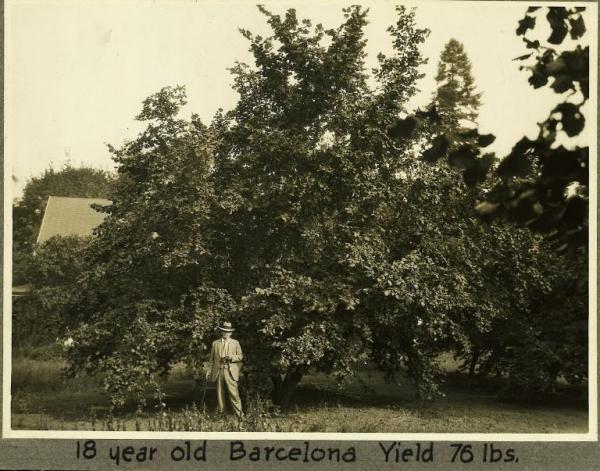 A Glimpse into the Orchard's Past – And its Future | Willamalane